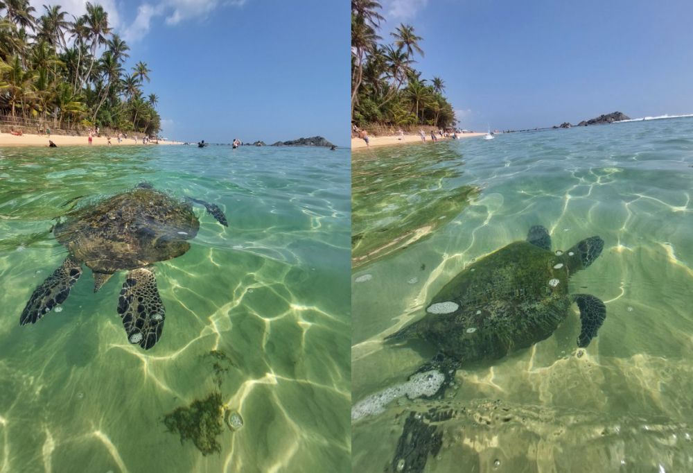 turtles.jpg