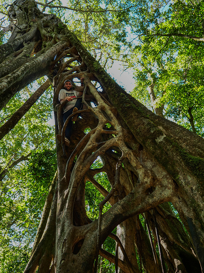 santa-marta-monteverde-fikusy2.jpg