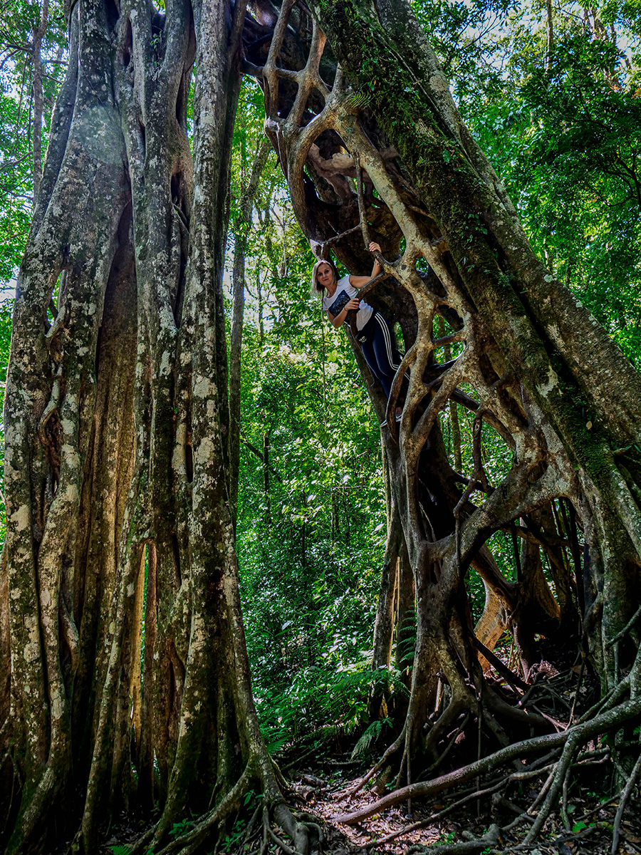 santa-marta-monteverde-fikusy4.jpg
