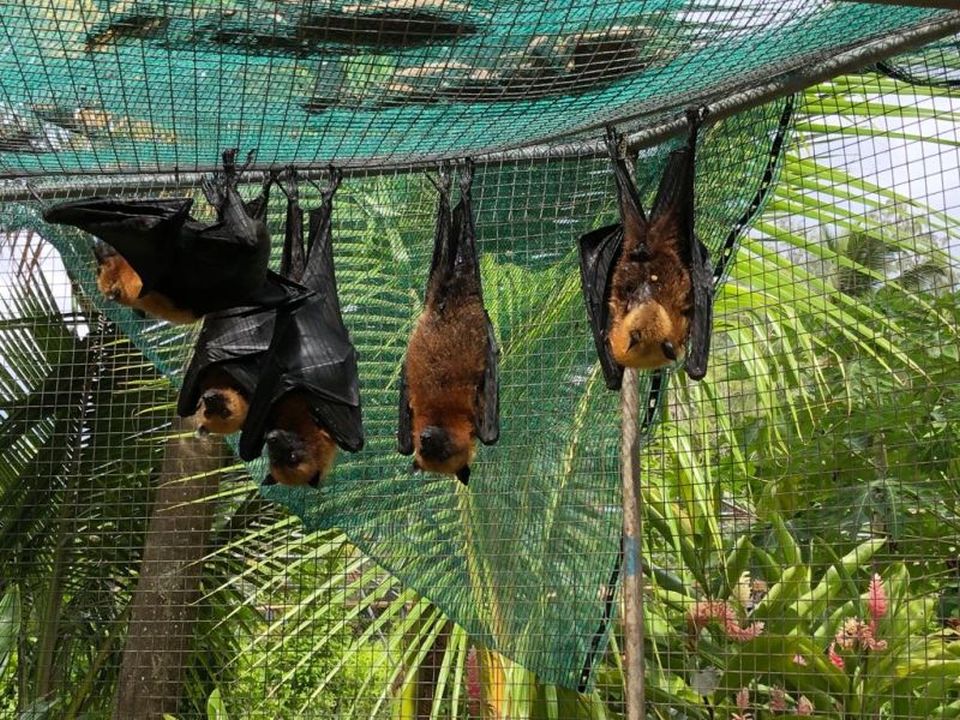 fruit bats Praslin.jpg