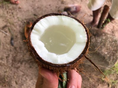 kokos Praslin.jpg