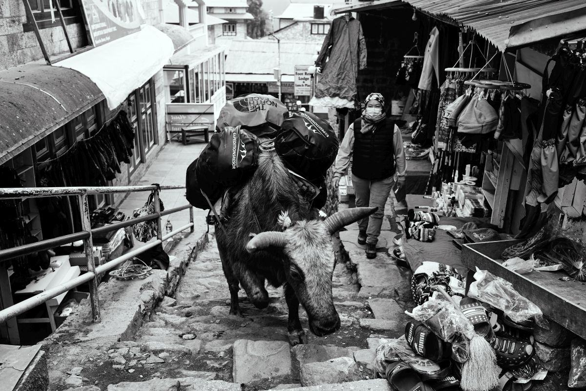 Nepal_2022_41.jpg