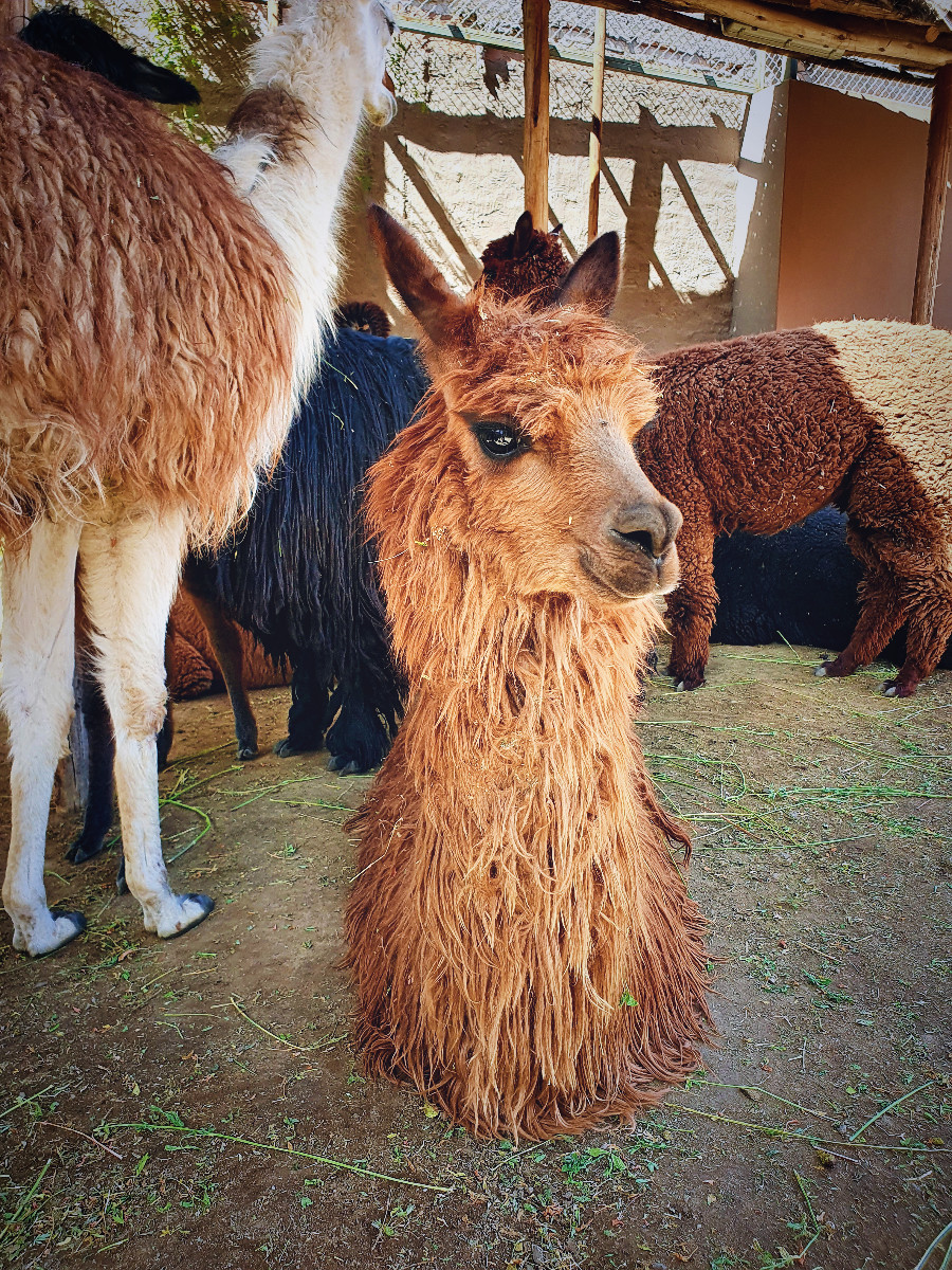 dzien3-arequipa-mundoalpaca1.jpg