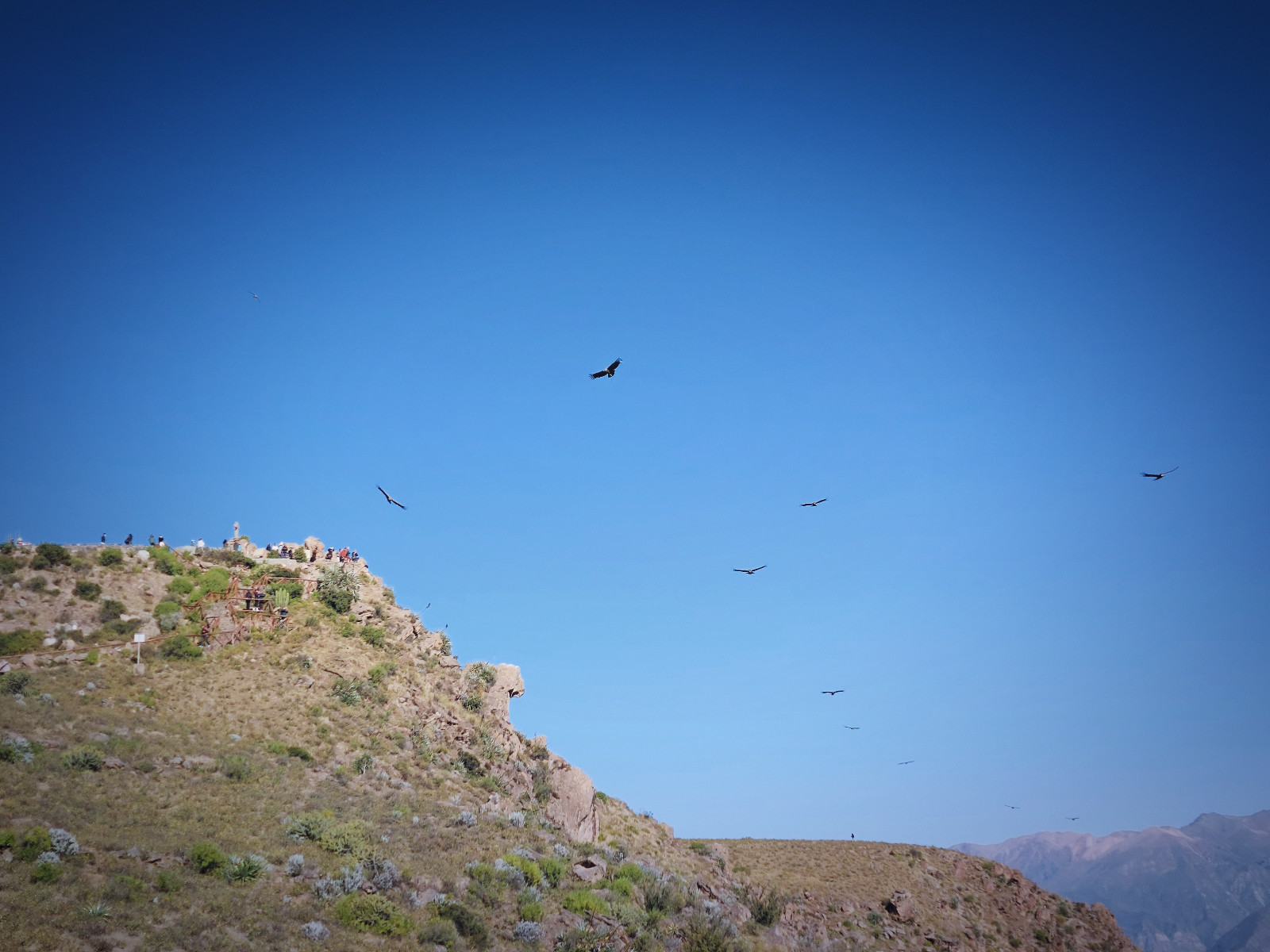 dzien4-colca-cruzdelcondor2.jpg