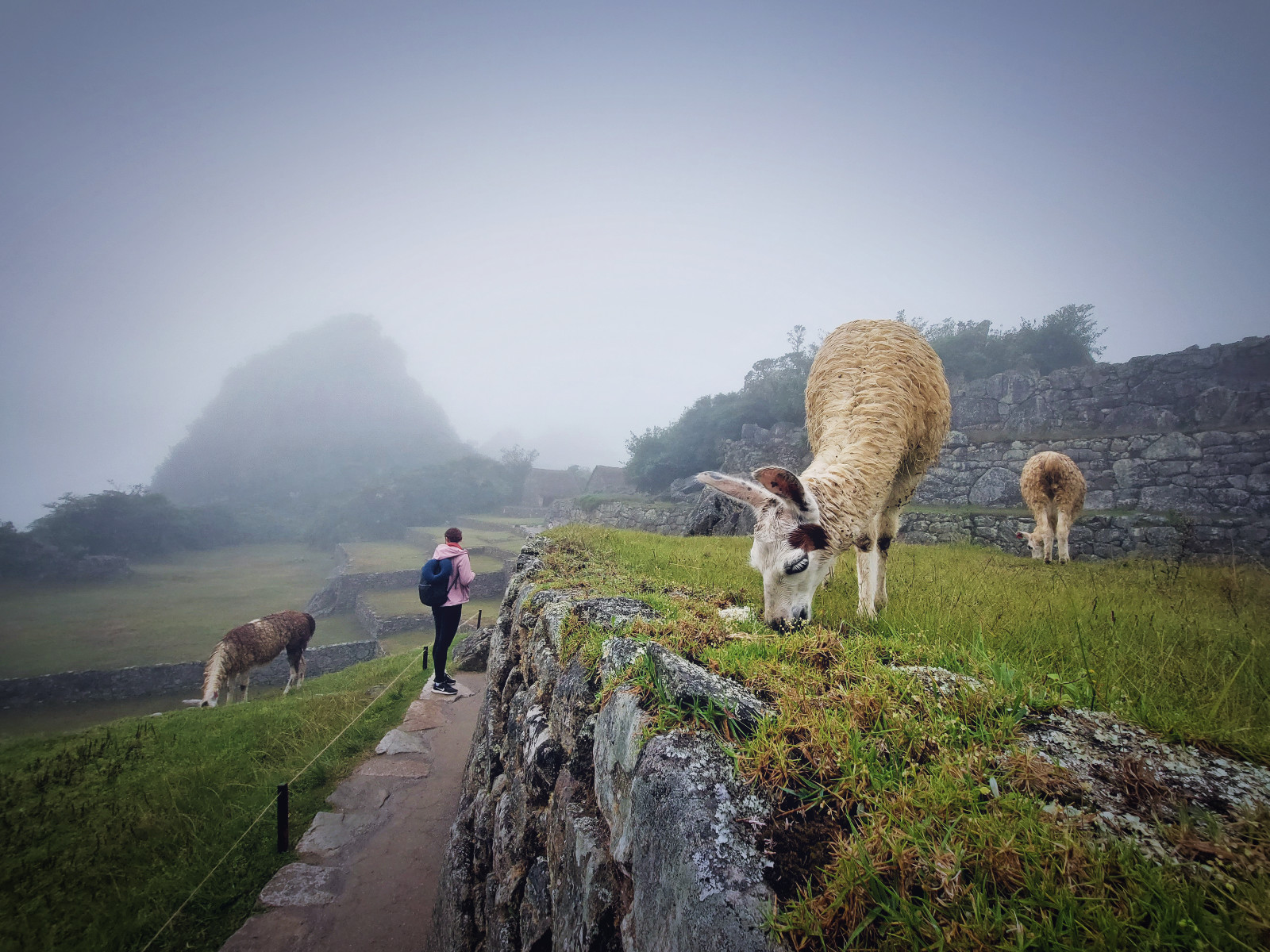 dzien10-machupicchu-lamy.jpg