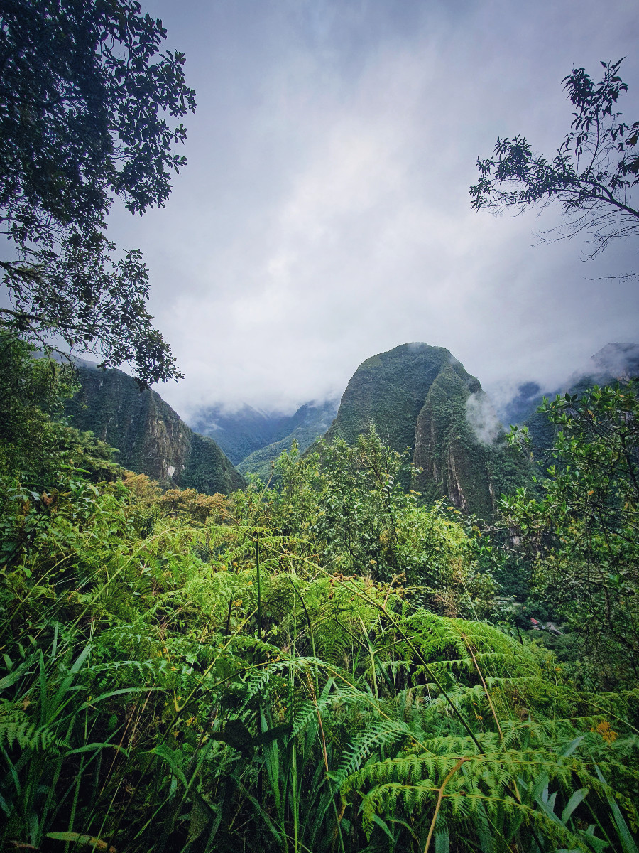 dzien10-machupicchu-roslinnosc.jpg