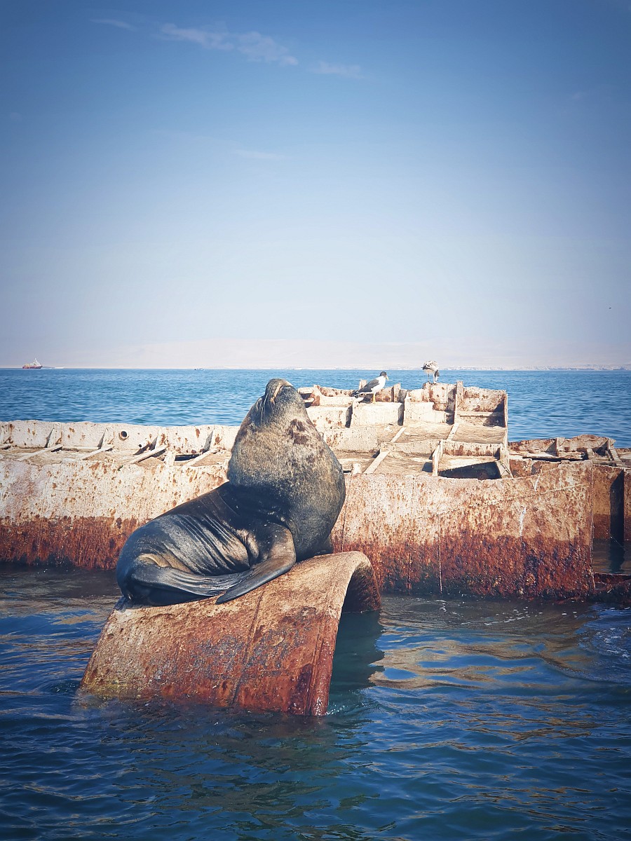 dzien13-paracas-islablanca-5.jpg