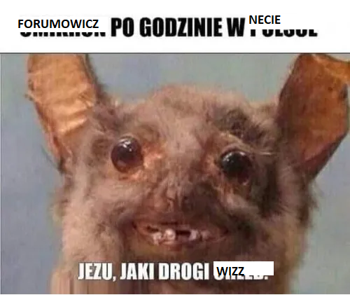 wizz.png
