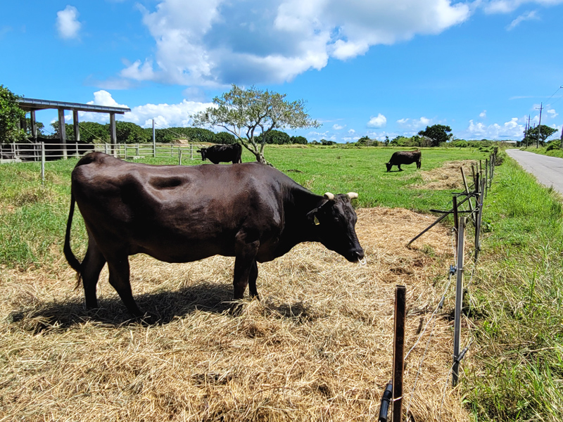 kuroshima-cow1x800.jpg