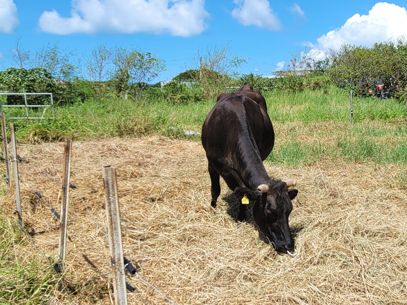 kuroshima-cow2x800.jpg