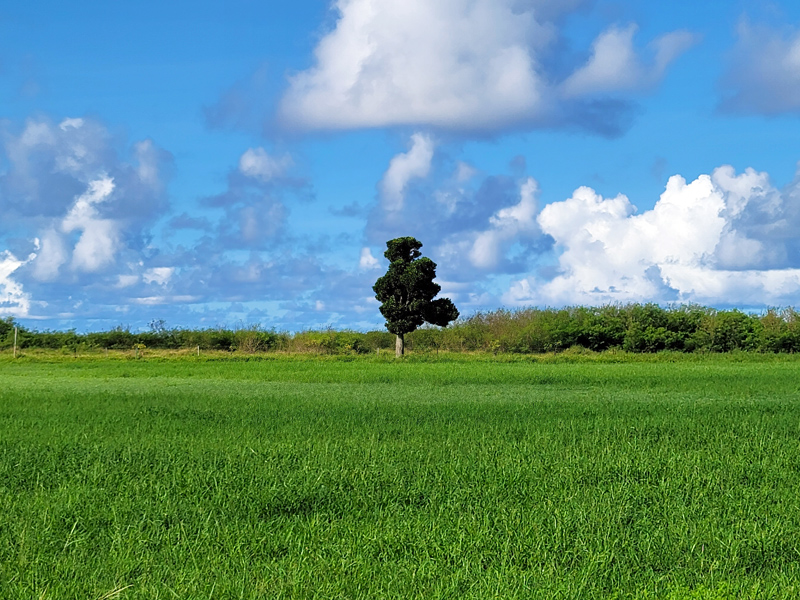 pasture-no-cowsx800.jpg