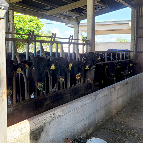 cows-barnx600.jpg