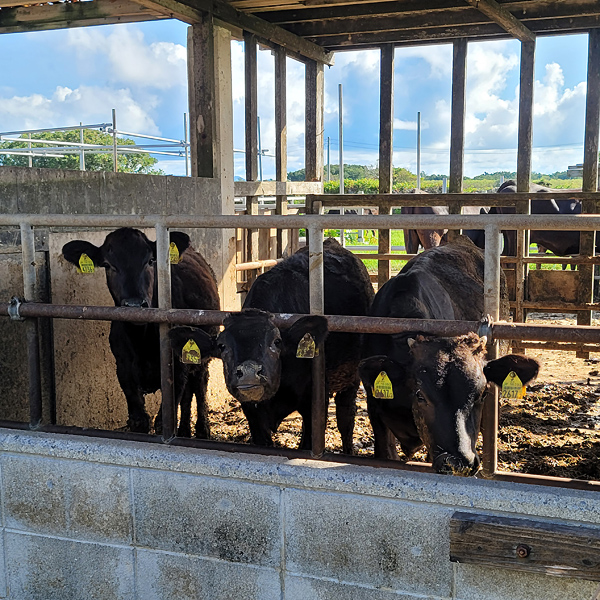 cows-farmx600.jpg