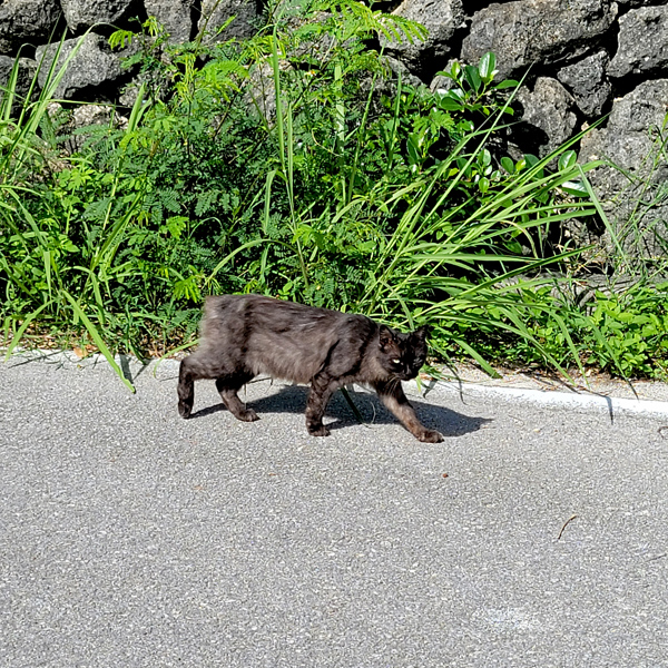 black-catx600.jpg