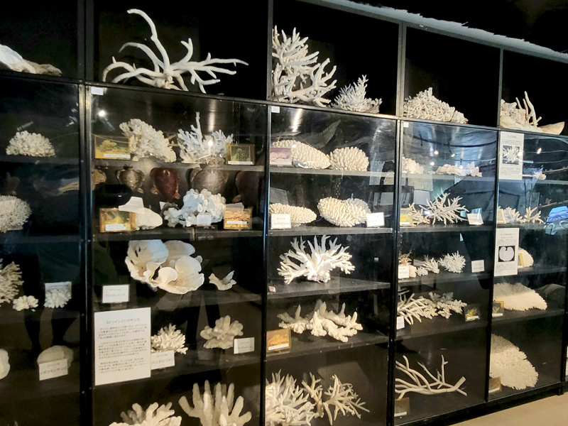 coralsx800.jpg