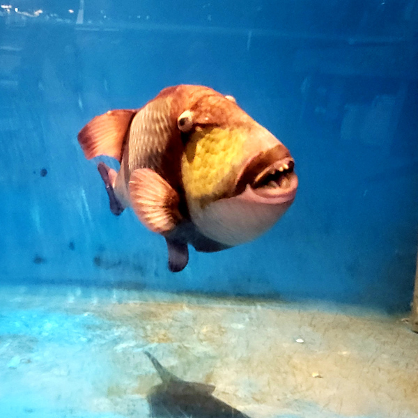 fish1x600.jpg