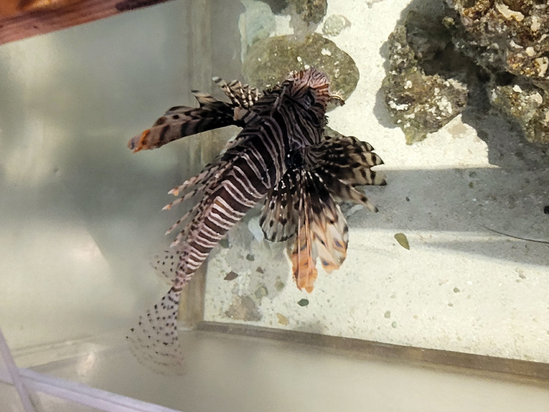 fish2x800.jpg