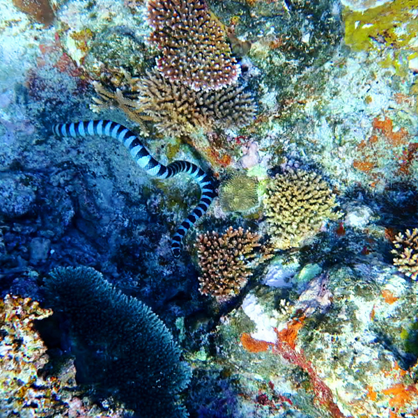 sea-snakex600.jpg