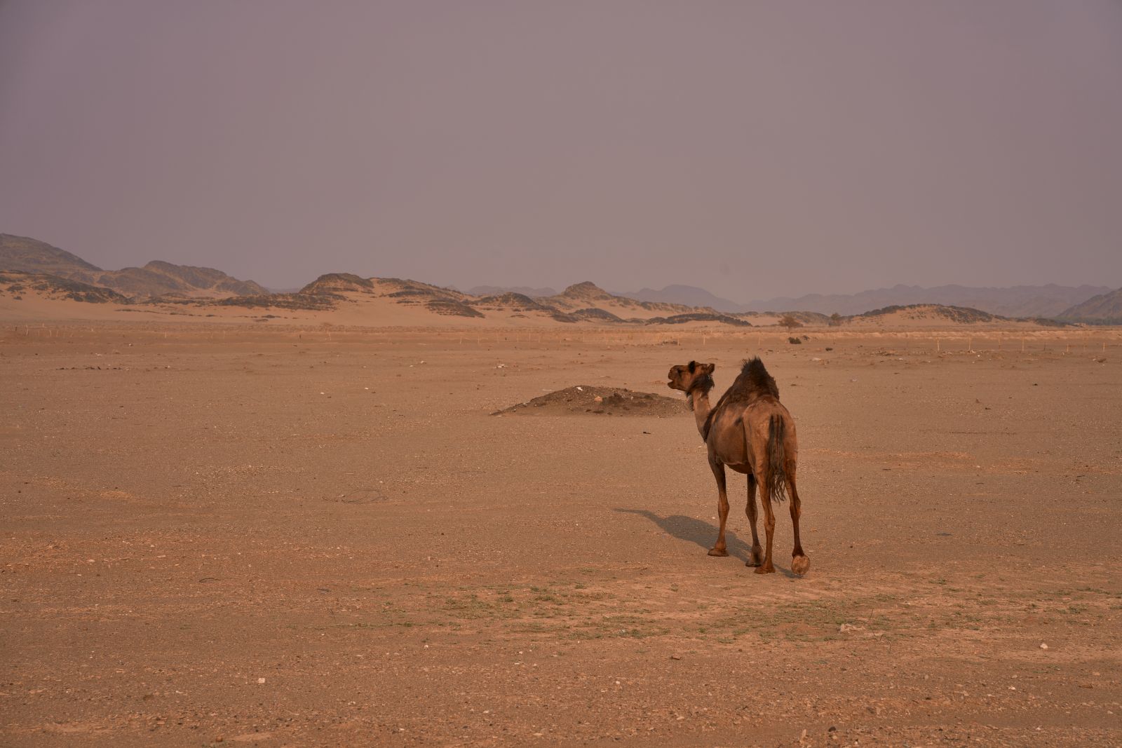 arabia062.jpg