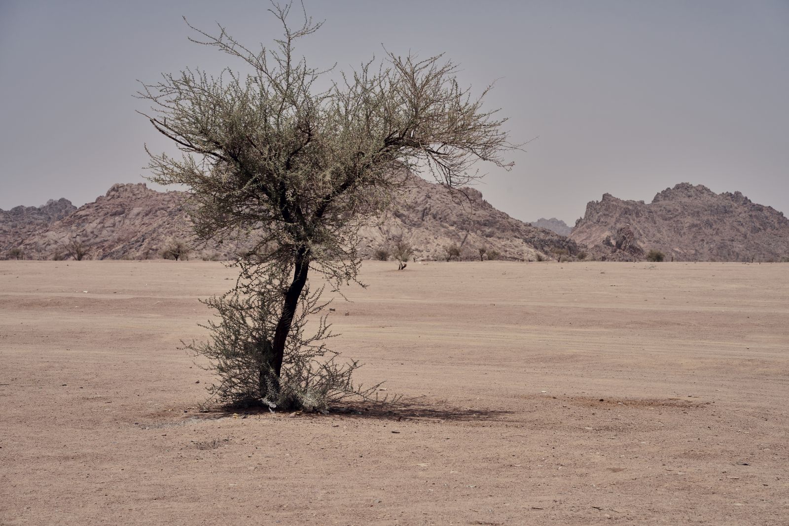 arabia109.jpg