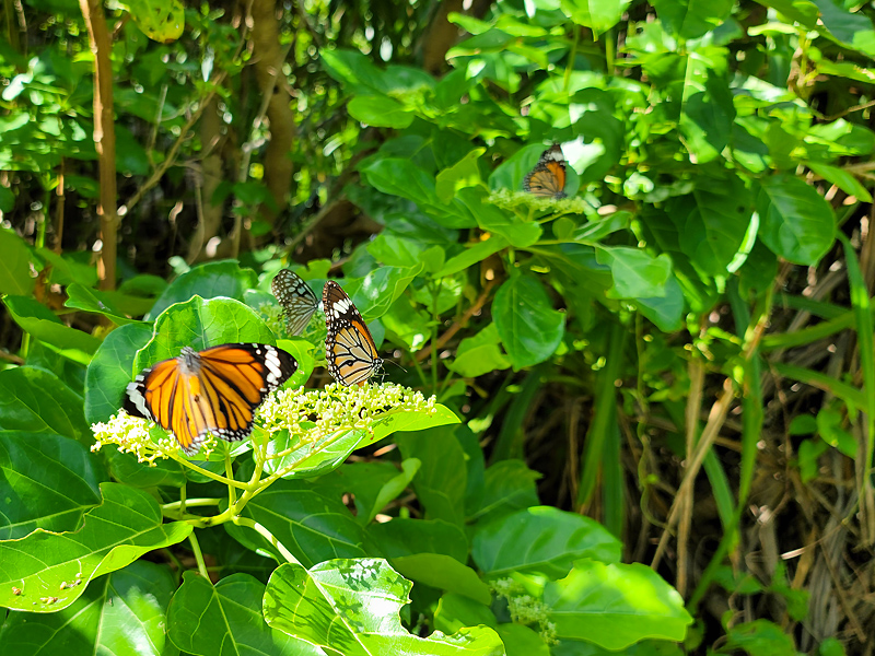 butterfliesx800.jpg