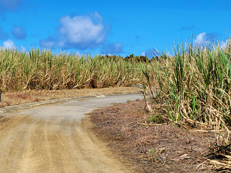 sugar-cane-againx800.jpg