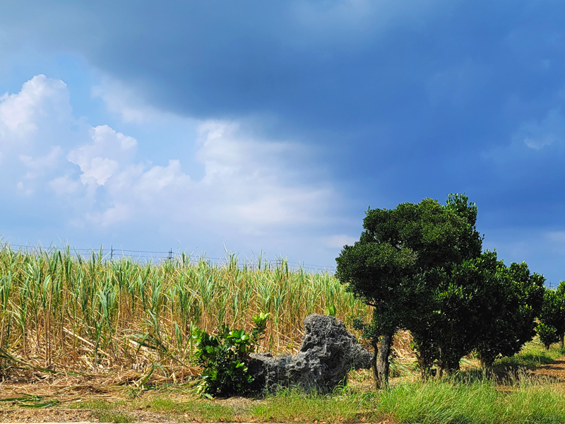 sugarcane2x800.jpg