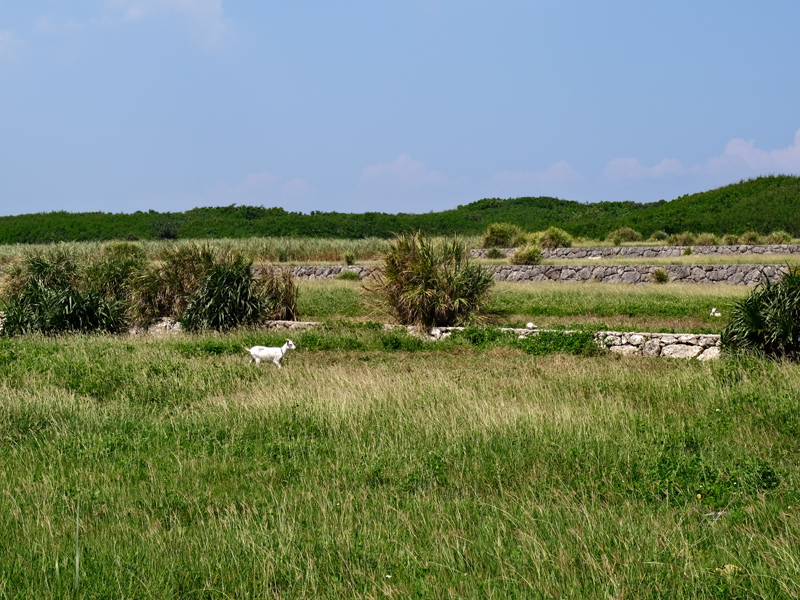 goats2x800.jpg