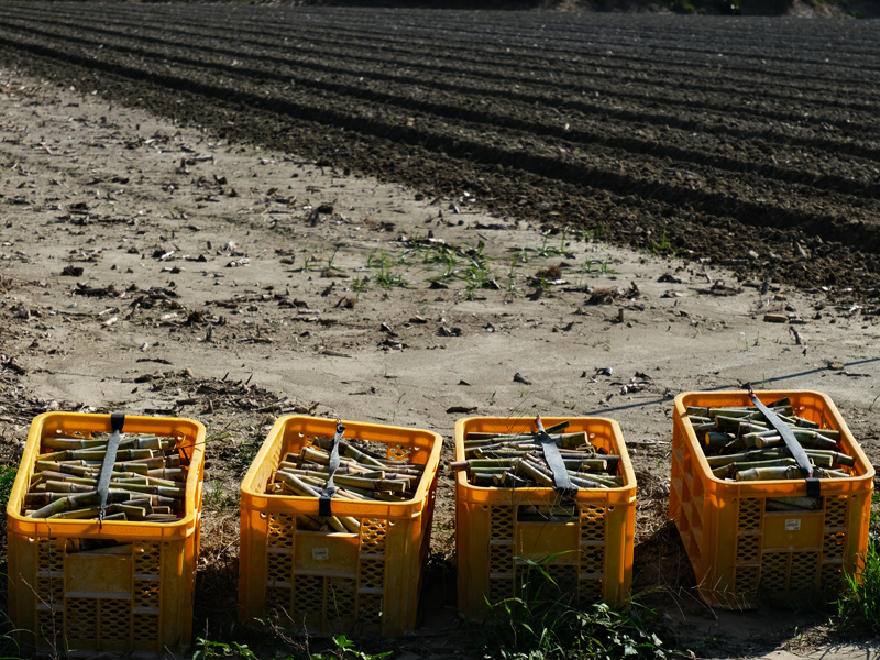 hateruma-field1x800.jpg