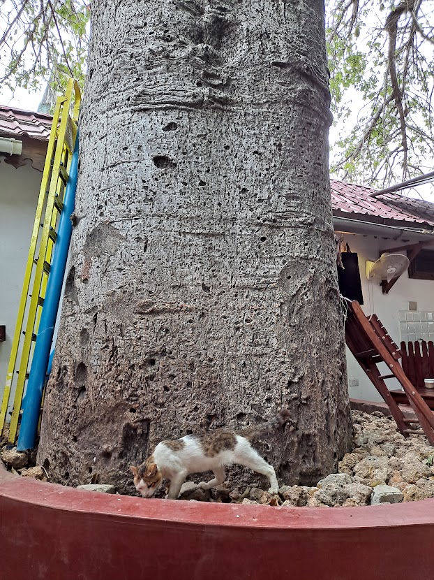 Baobab.jpg