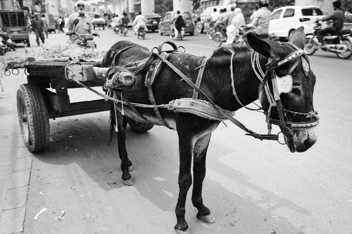 2609_Arabia_Pakistan_1068.jpg