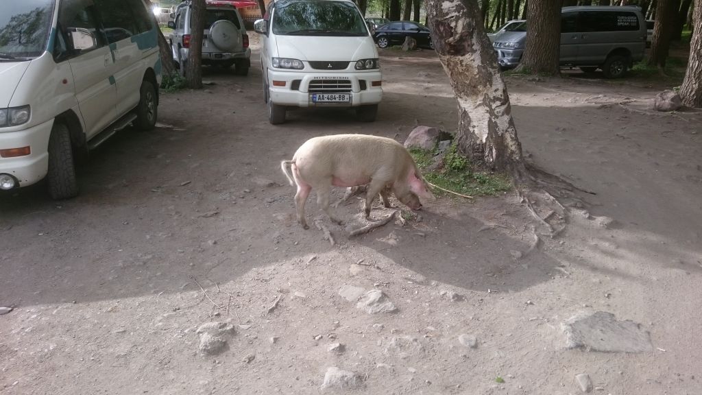 Pig.jpg