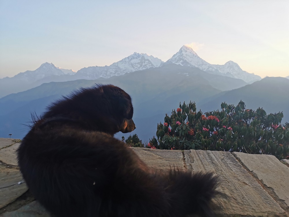 Poon Hill Nepal.jpg