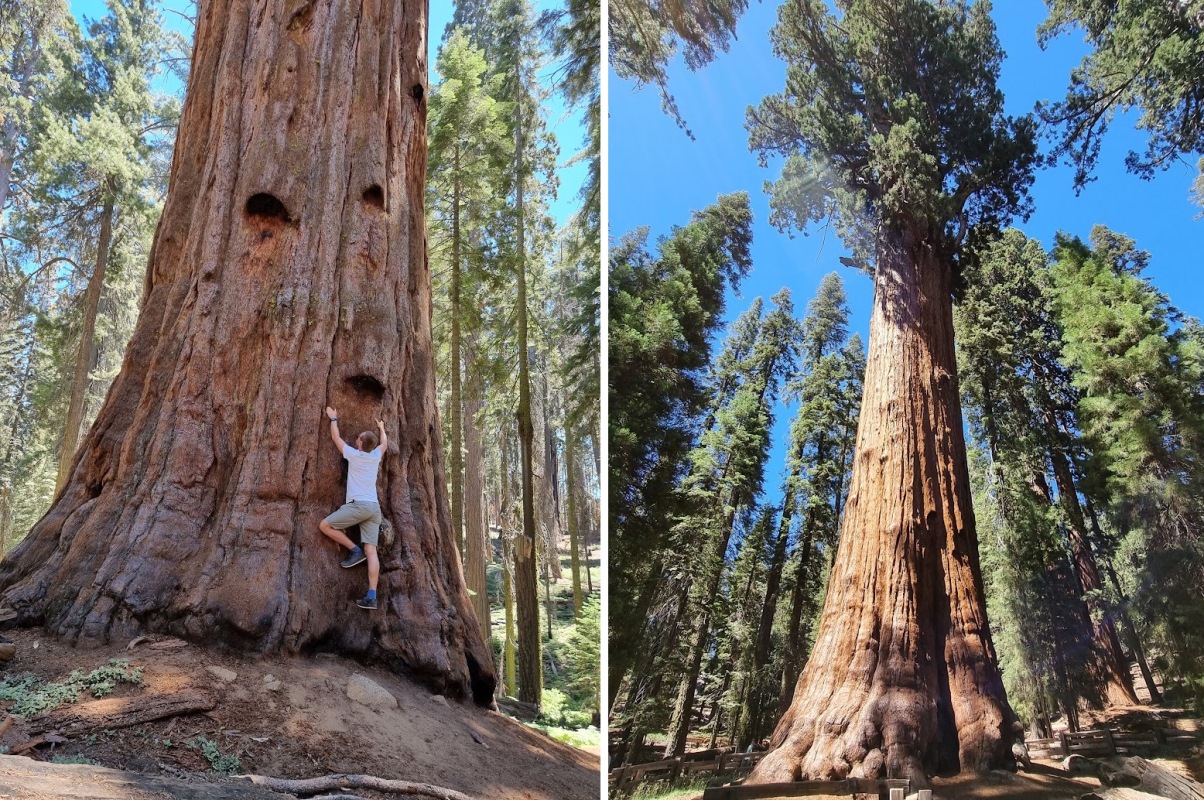 lipiec-10-sequoia-np.jpg