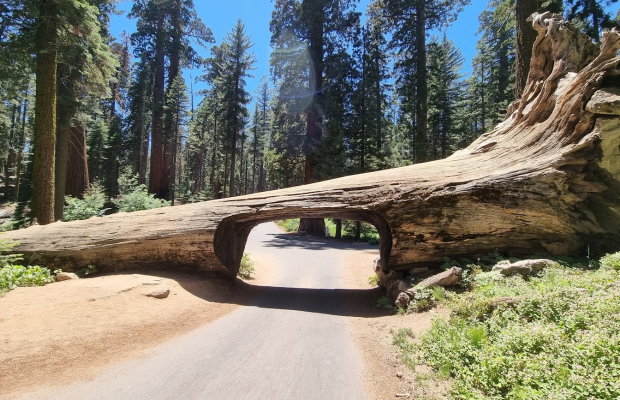 lipiec-11-sequoia.jpg