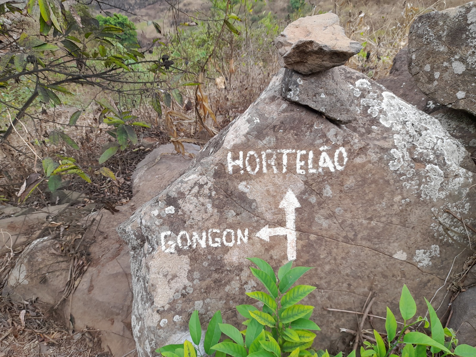 Hortelao_Gongon.jpg