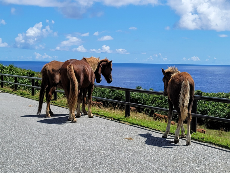 horse2x800.jpg