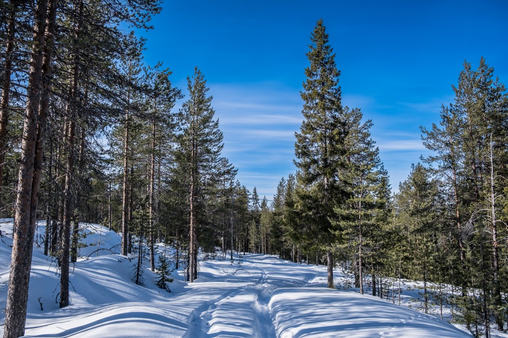 Rovaniemi.jpg