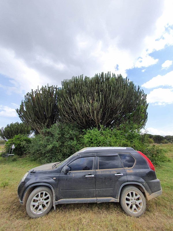 nissan1.jpg