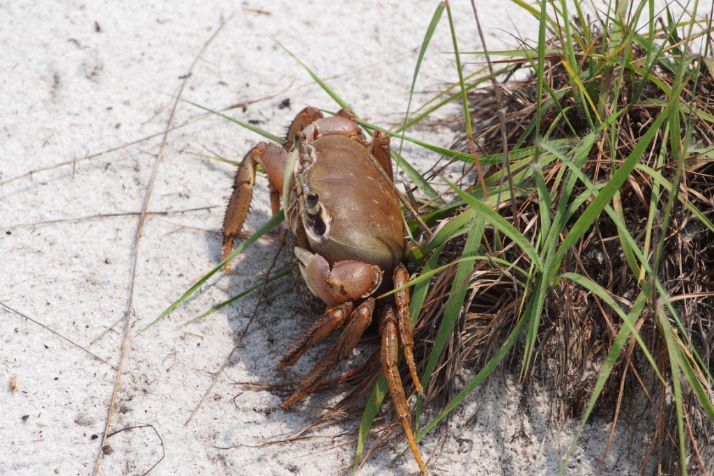 krab.JPG
