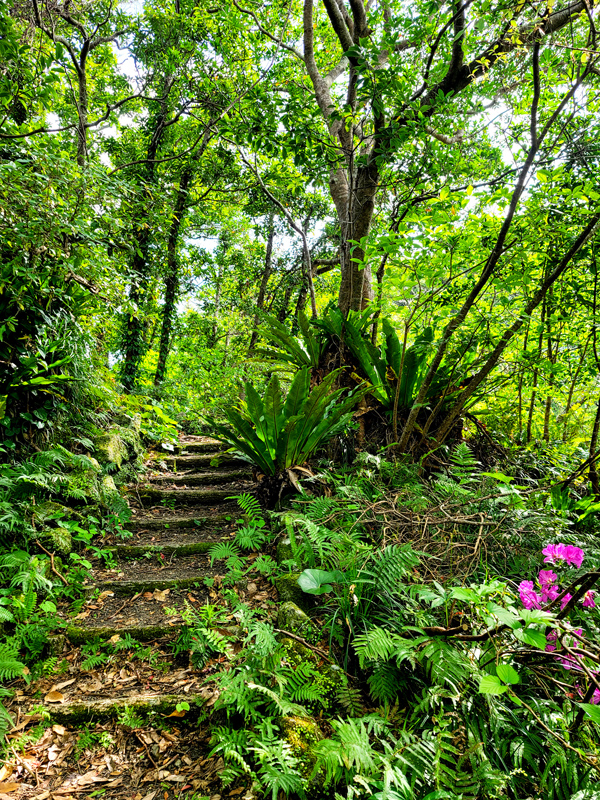 trail1x600.jpg