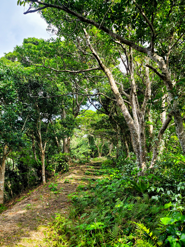 trail3x600.jpg