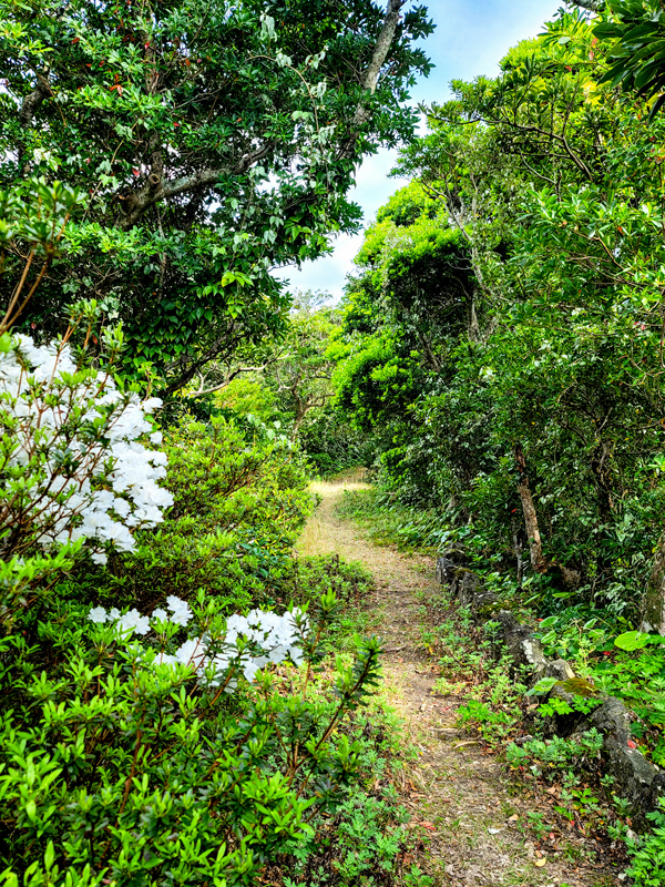 trail4x600.jpg
