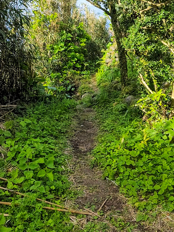 oyama-park-path3x600.jpg