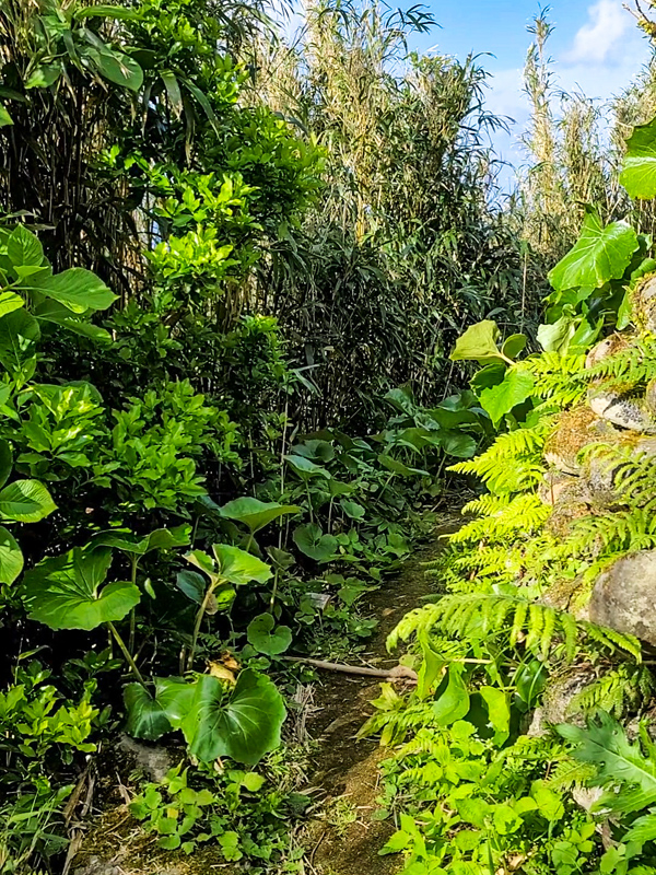 oyama-park-path4x600.jpg