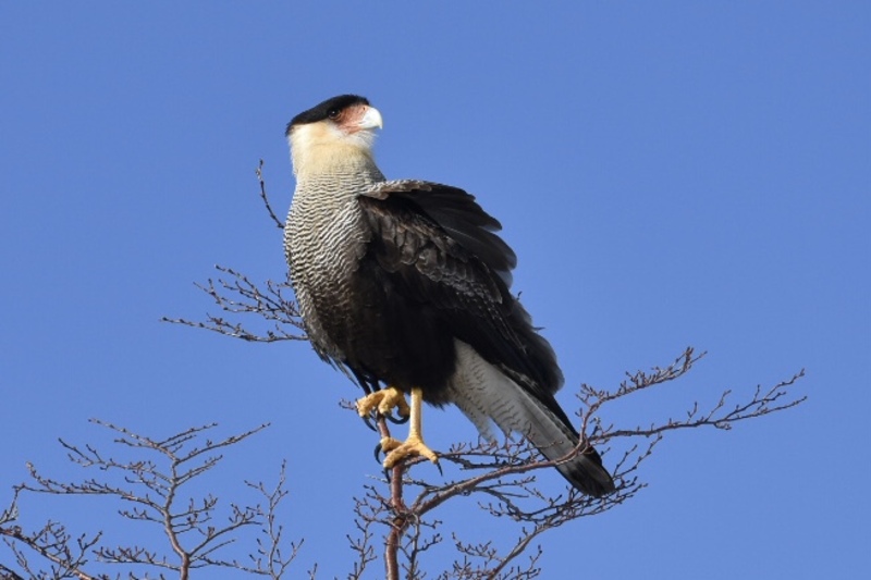 DSC-4511.jpg