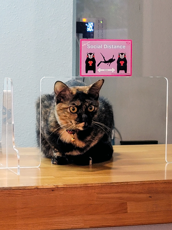 cat-hotelx600.jpg