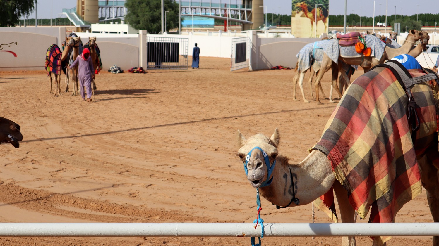 Camels03.jpg