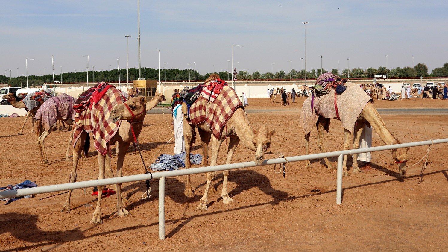 Camels04.jpg