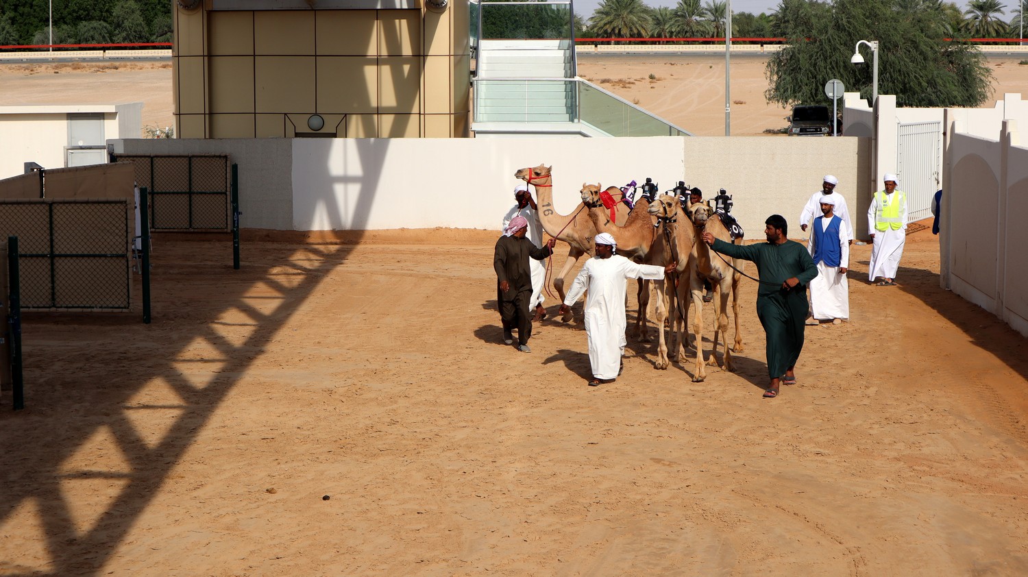 Camels05.jpg